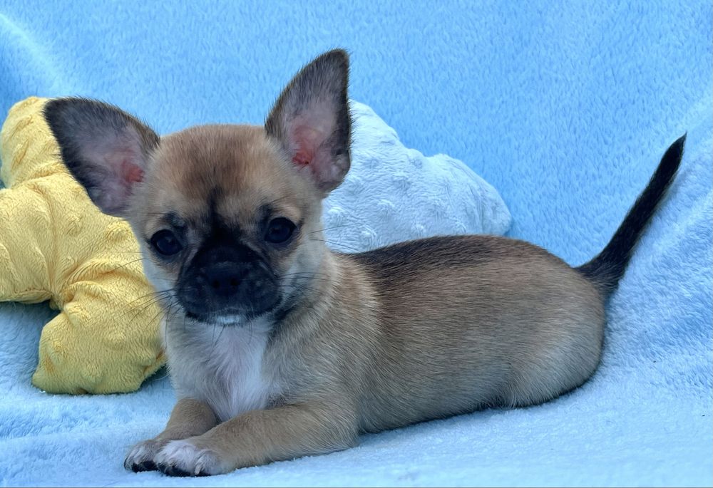 Chihuahua Macho disponivel