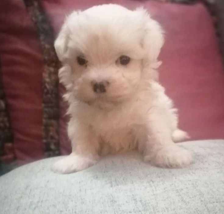 maltańczyk z certyfikarem weterynaryjnym GOTOWE DO ODBIORU