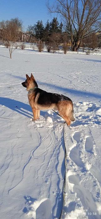 Східноєвропейська вівчарка кобель шукає пару.