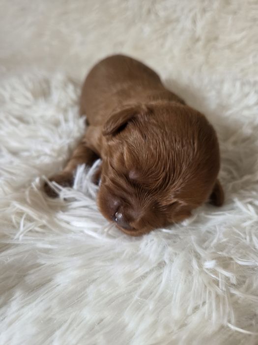 Cavapoo szczeniak cavalier & pudel