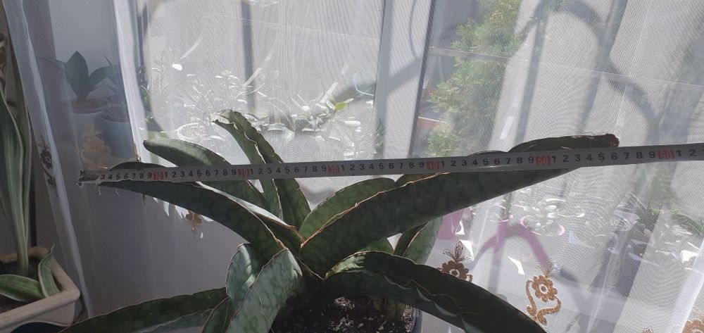 Сансевиерия Sansevieria Kirkii Silver Blue