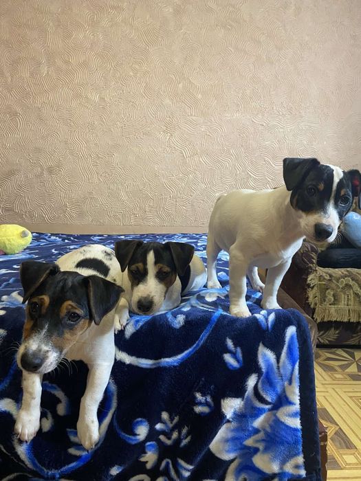 Найкращі джек- рассел!