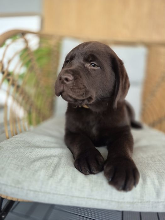 Labrador Retriever największy z miotu  FCI