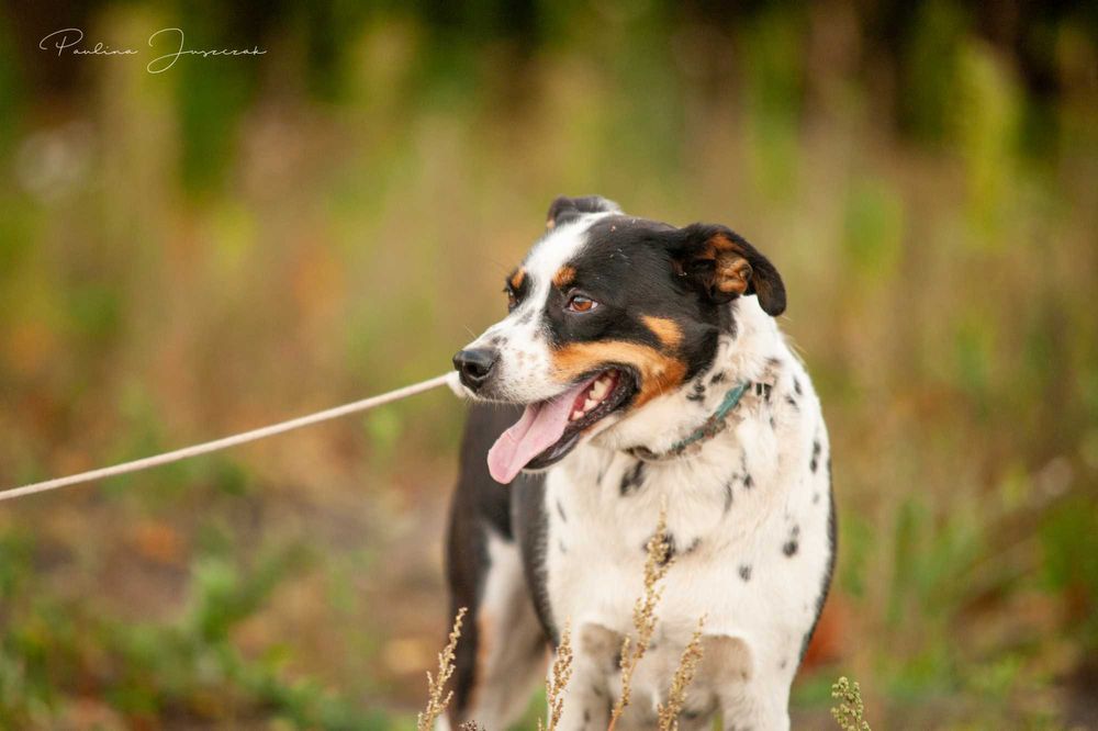 Delikatna Diuna bardzo potrzebuje domu!