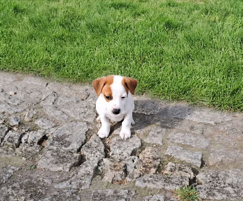 Jack Russell Terrier suczka