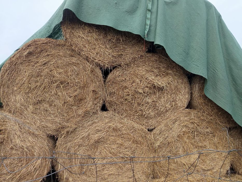 Siano, naloty 140 cm, pierwszy pokos 2025