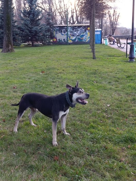 Кобель американського пітбуль терьєра Питбуль