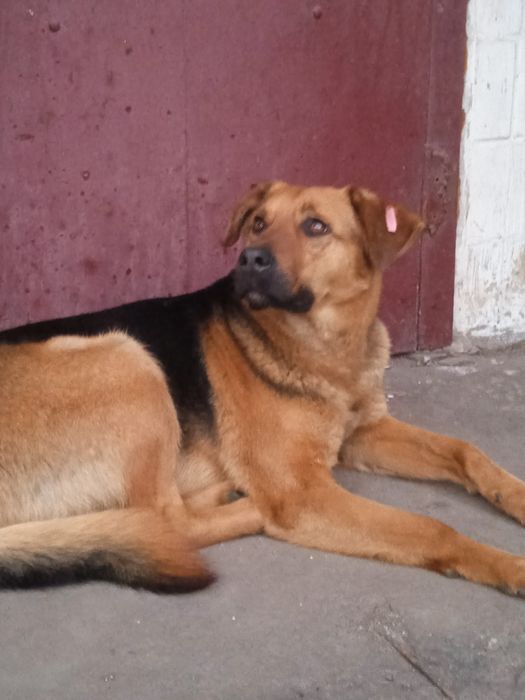 Шукаю господаря і друга.