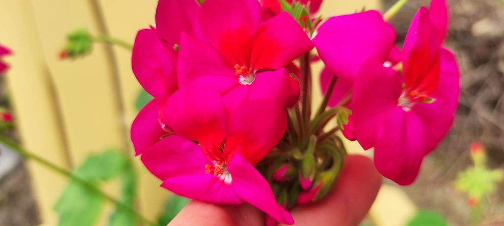 Пеларгония, герань, калачик, свеже срезанные черенки