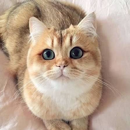 Домашня перетримка котиків