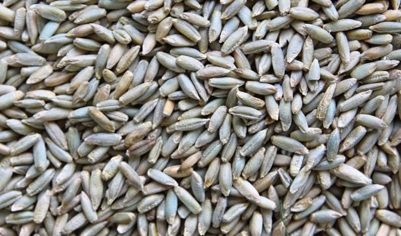 Żyto sprzedam 3 tony