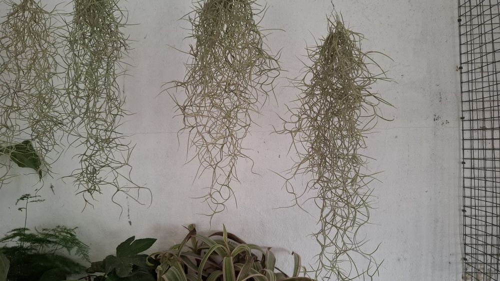 Barba velho planta aérea tillandsia