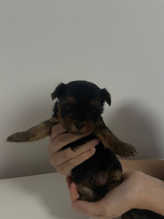 Йоркиширський тер'єр