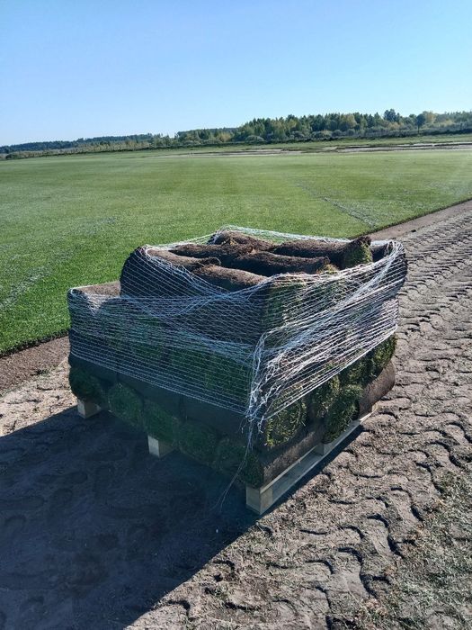Рулонний газон.Доставка.Укладка.Озеленення.Автополив.