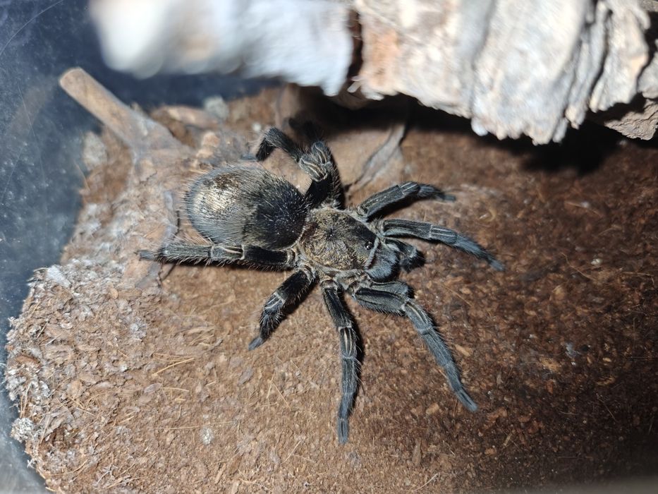 T. pruriens 4.5DC Samiczka