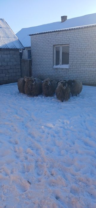 Продам овец и баранов