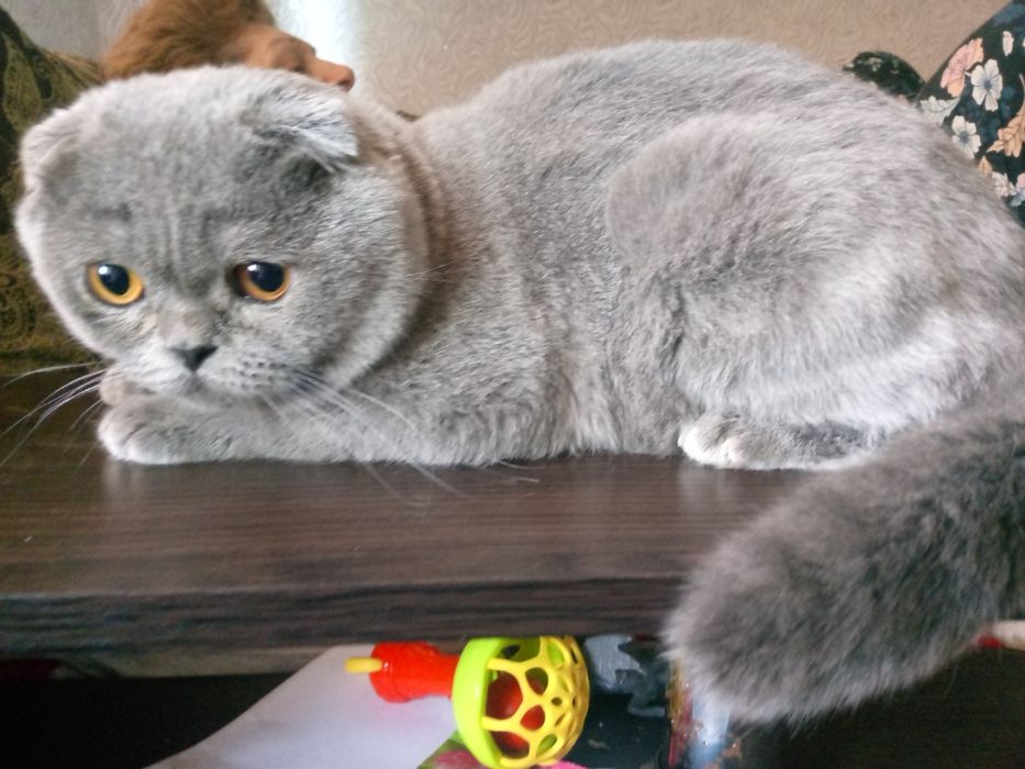 Шотландський весловухий парубок В'язка