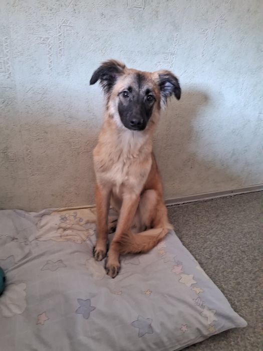 Щенок в заботливые руки