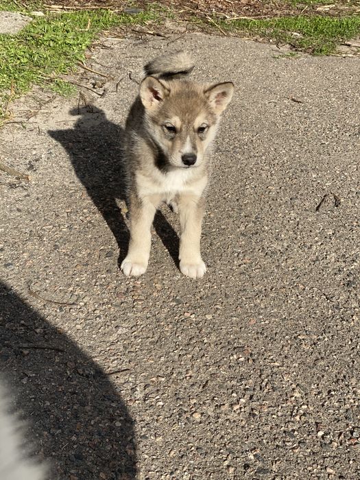 Лайка, цуценя лайки хлопчик