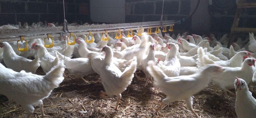 Nioski Leghorn 24 tygodnie.  Wysyłka! Kury