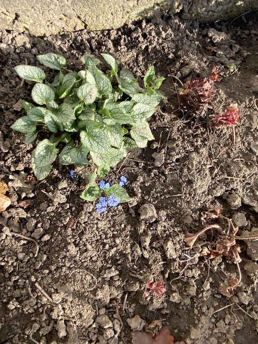 Тіньолюбиві рослини