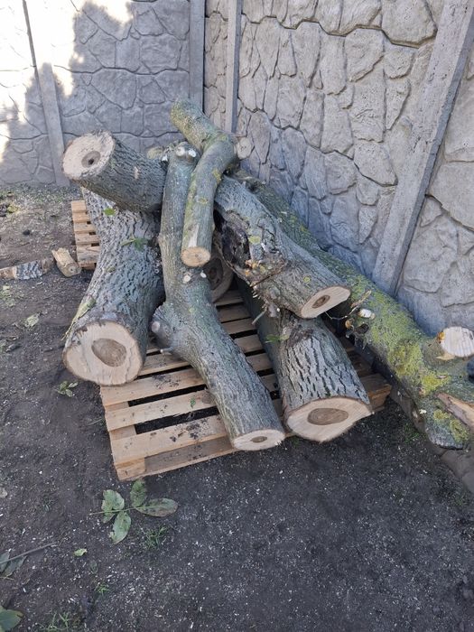 Drewno orzech włoski