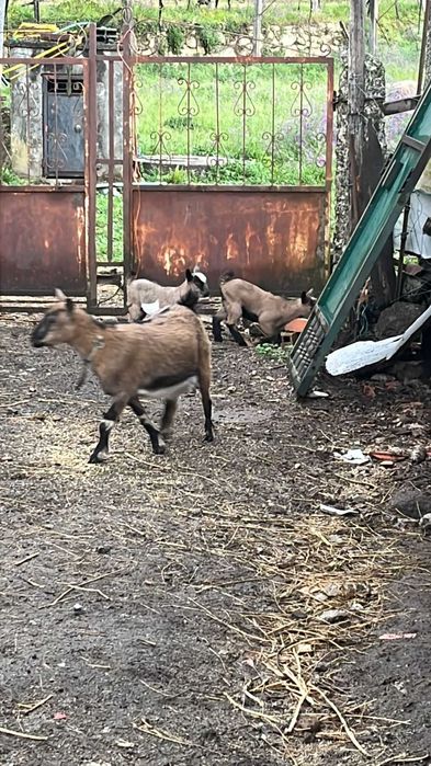 Cabritos anões para venda
