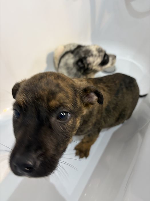 Cachorros para adoção responsavel