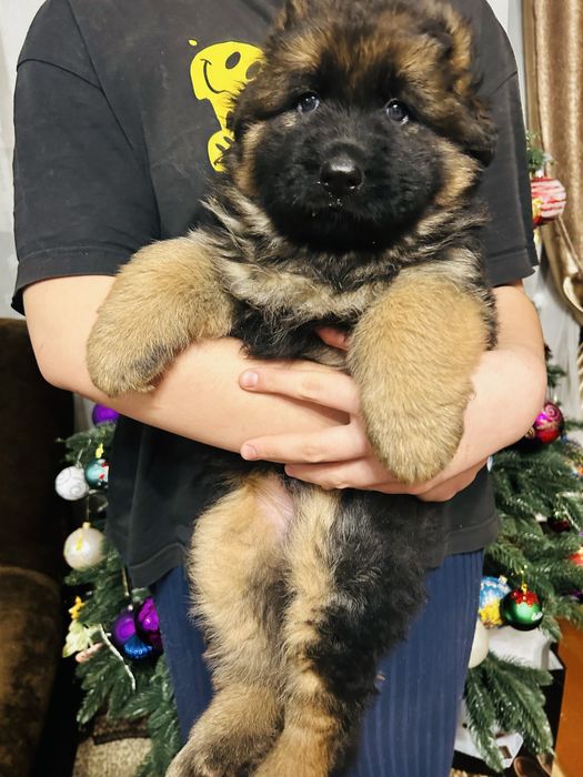 Німецька вівчарка