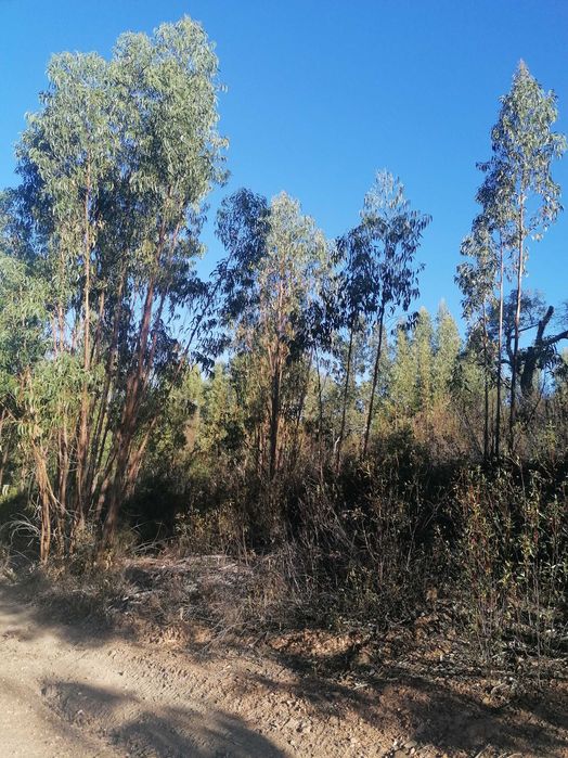 Terreno com ruína perto de São Teotónio zambujeira do mar
