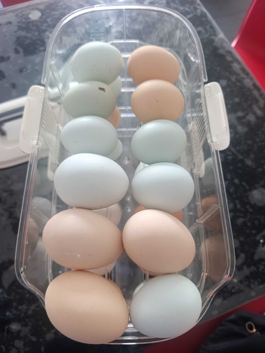 Ovos caseiros a dúzia para consumo ou chocar