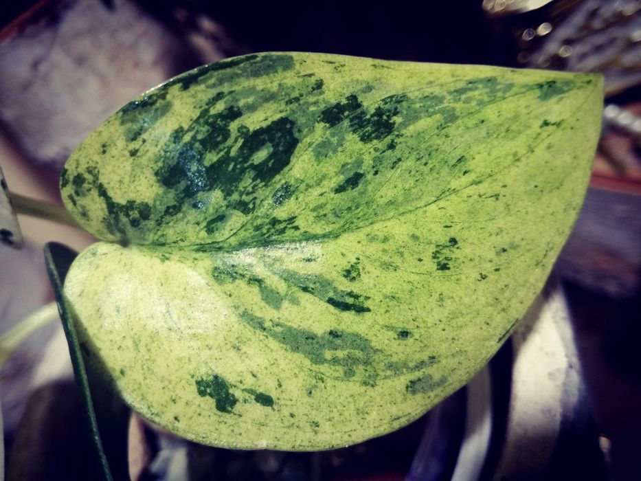 Scindapsus Mayari Marble Variegata NoID UNIKAT monstera philodendron