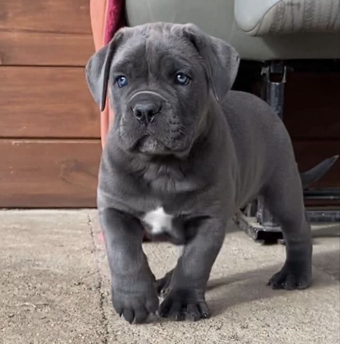 Продаж щенят Cane corso Italiano