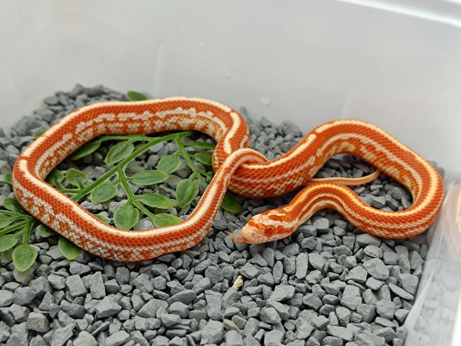Wąż zbożowy / Samiec / Odmiana: Amel Tessera poss Redfactor ph. 66% scaleless, anery, motley / ID: B6