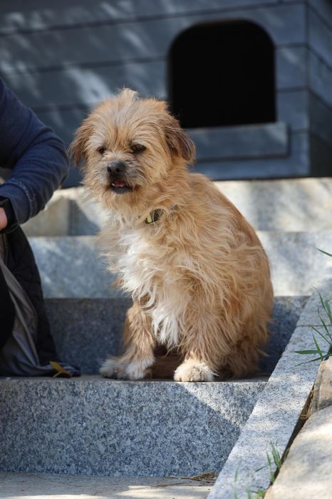 10kg samiec do adopcji