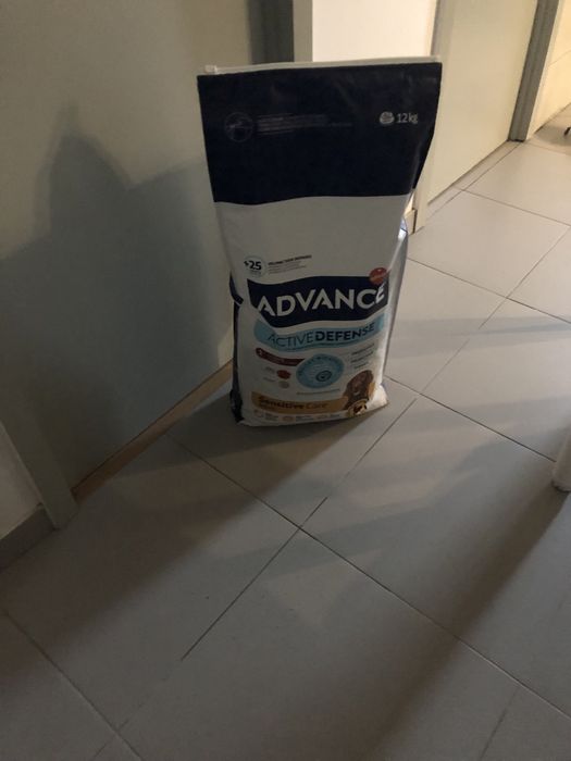 Rough Collie para adopção responsavel