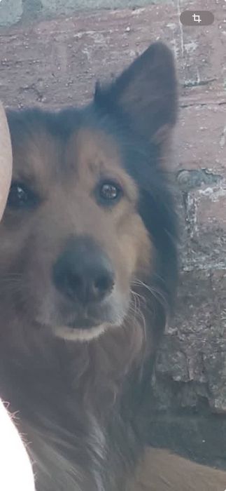 Пропала собака Балабино