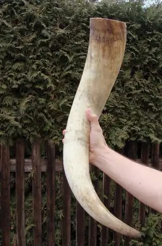 Bardzo Długi Niepolerowany Róg