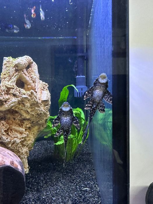Plecostomus  Pretos e Albinos