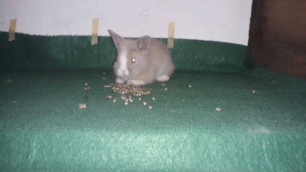 Кролики карликові, декоративні кролики.