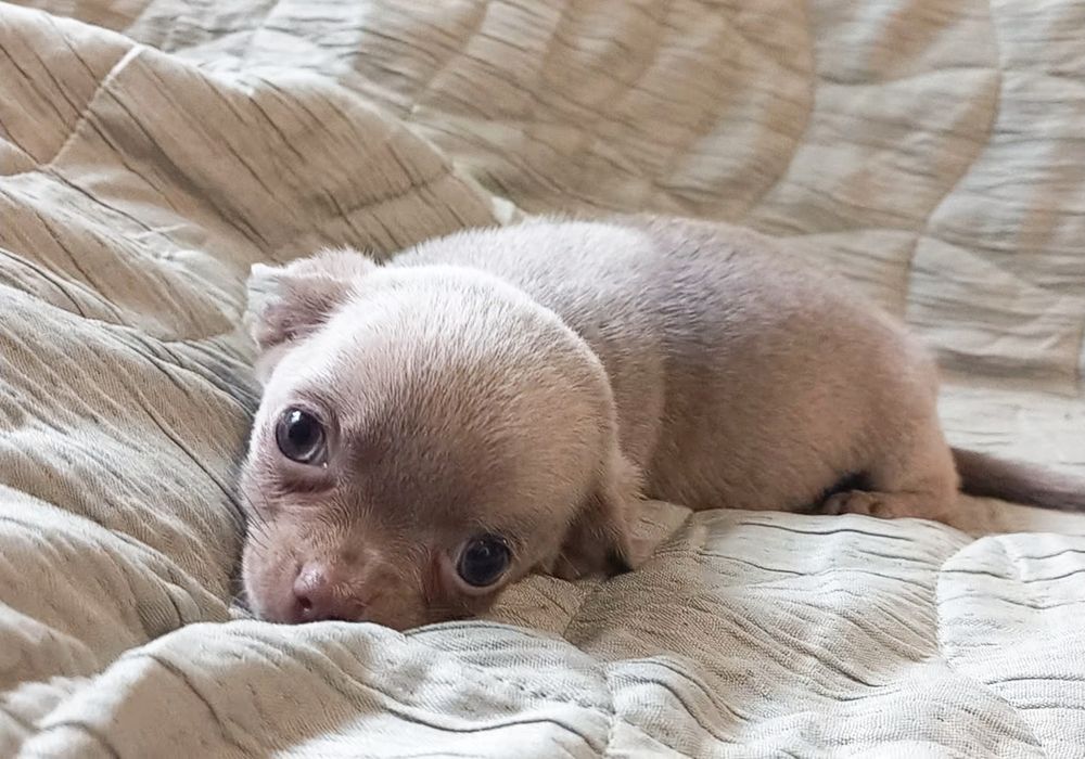 Chihuahua samiec liliowy krótkowłosa