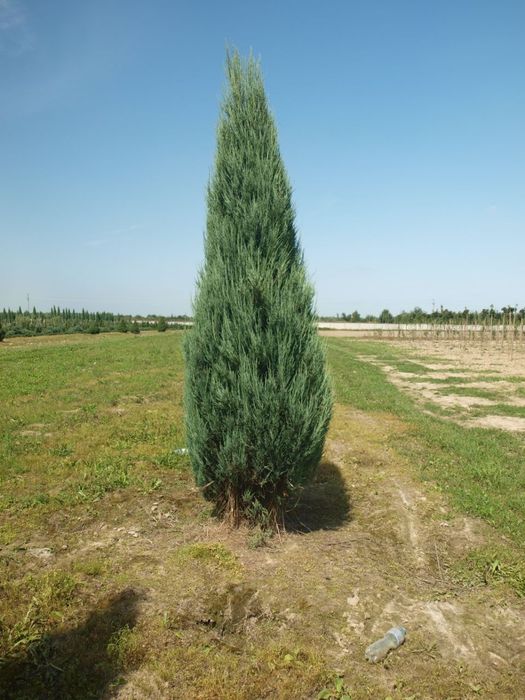 Ялівець Блу Арроу в асортименті від 1.8 + м