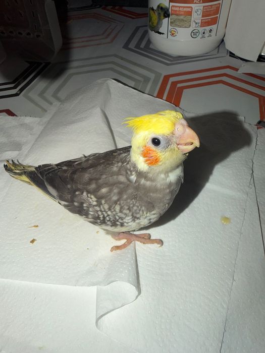 Kakariki Piriquito inglês domesticados e caturras para acabar de criar