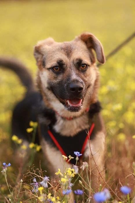 Średniej wielkości, towarzyska i lojalna suczka szuka domu