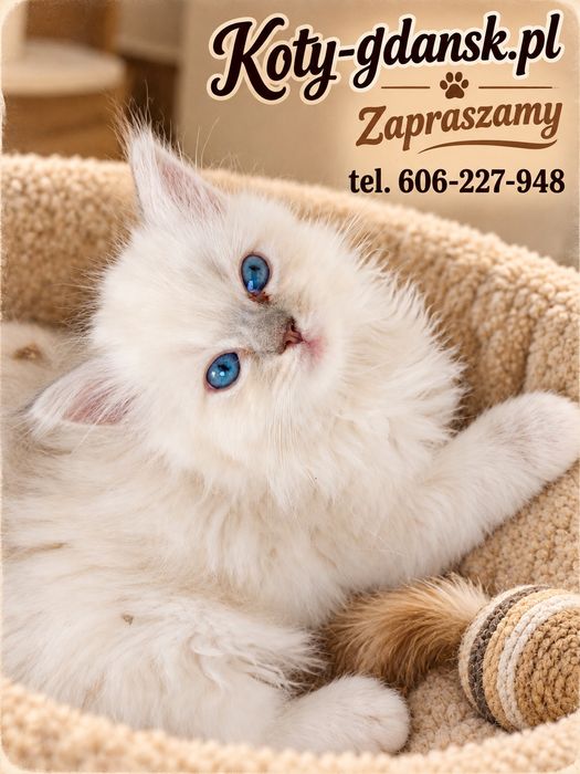 Ragdoll kotek Odbiór kociąt badania, rodowód, 25.09.26 odbiór