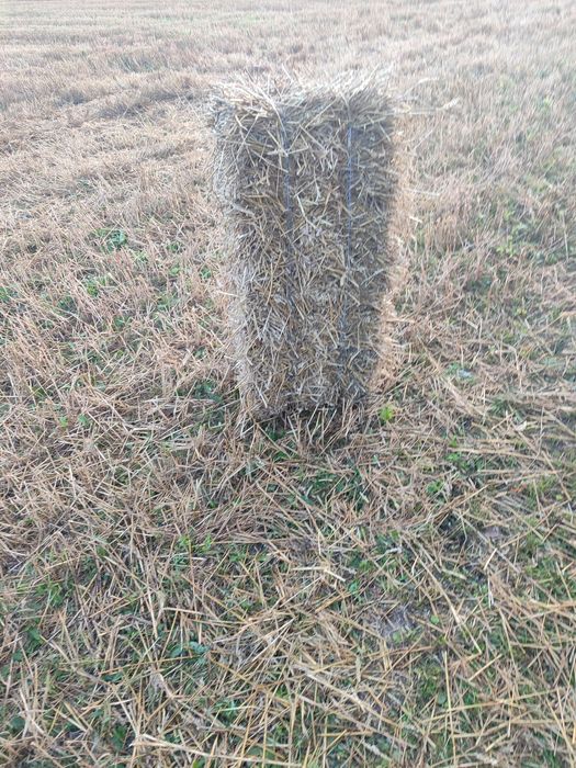 Продам тюки соломи