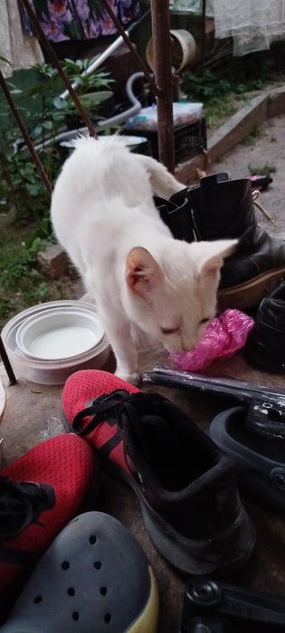 Віддам кошенят в добрі руки,лише Львів