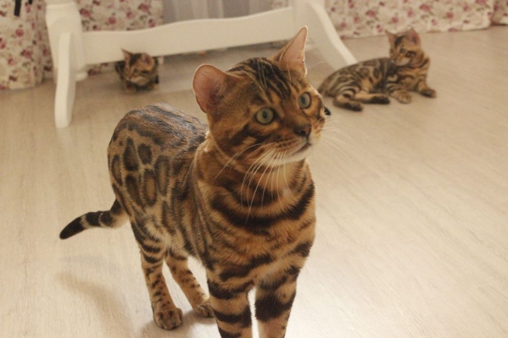 Бенгальські кошенята