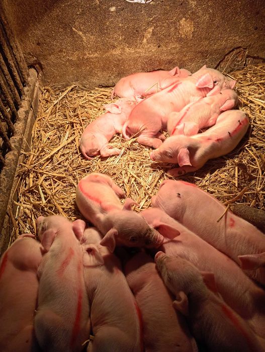 PÓŁTUSZE WIEPRZOWE, świnia,świeże, naturalne od rolnika własna hodowla