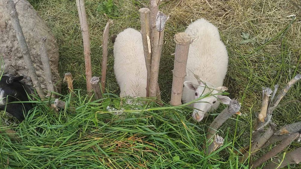 Продам домашніх баранів